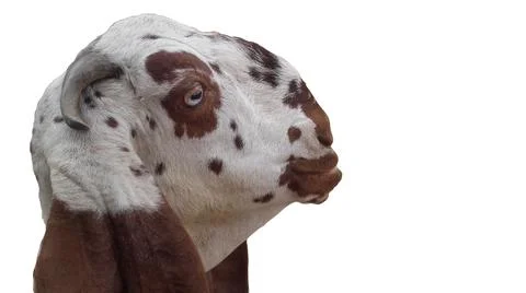 Goat Stock Photos