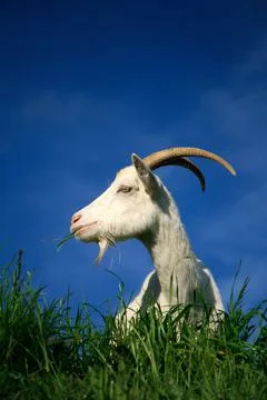 Goat 写真素材