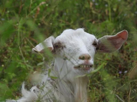 Goat Stock Photos
