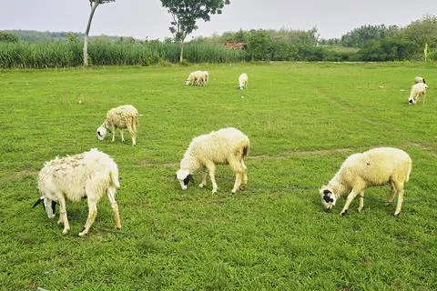 The Goat Stock Photos