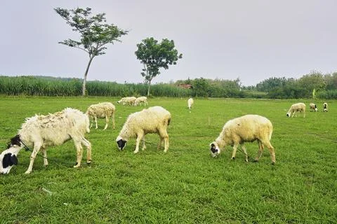 The Goat Stock Photos