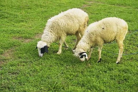 The Goat Stock Photos