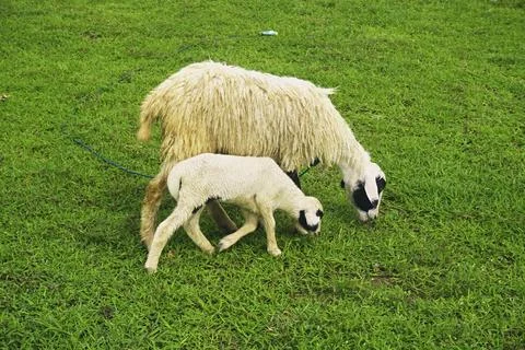 The Goat Stock Photos