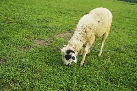 The Goat Stock Photos