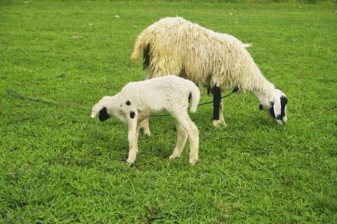 The Goat Stock Photos