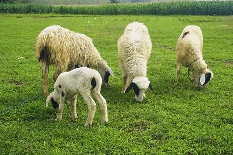 The Goat Stock Photos