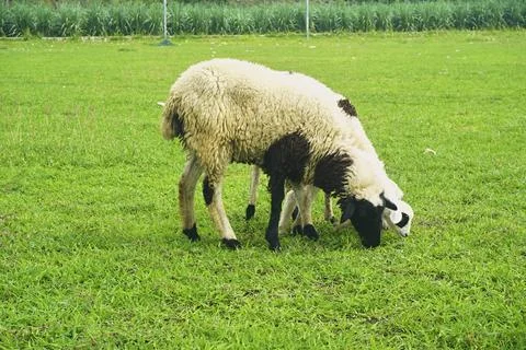 The Goat Stock Photos