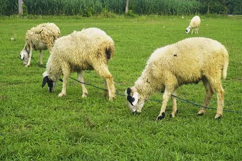 The Goat Stock Photos