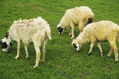 The Goat Stock Photos