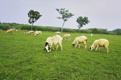 The Goat Stock Photos