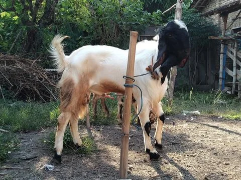 Goat Stock Photos