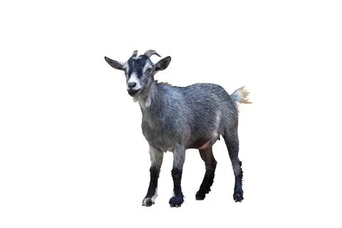 Goat Stock Photos