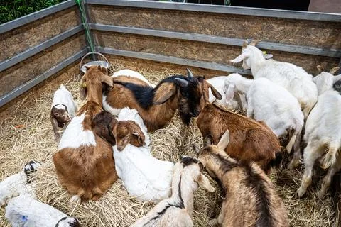 The goat 스톡 사진