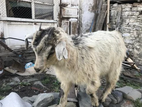 Goat Stock Photos
