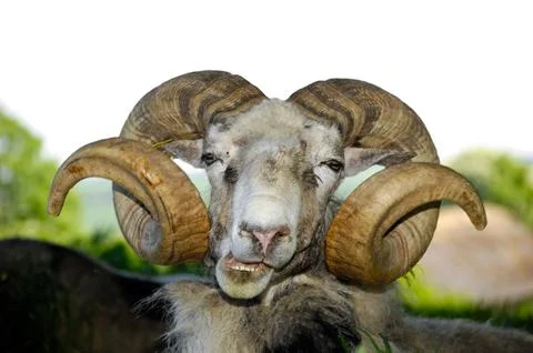 Goat Stock Photos