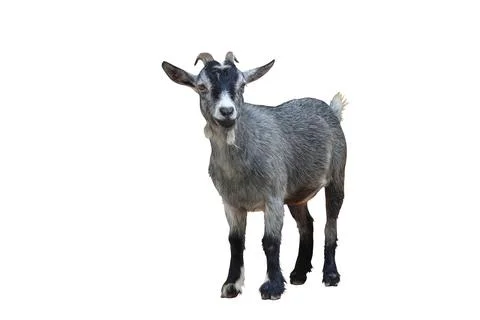 Goat Stock Photos