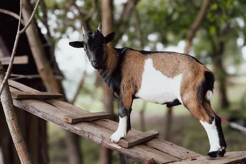 Goat Stock-Fotos