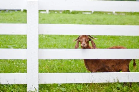 The Goat Stock Photos
