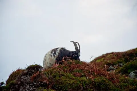 Goat Stockfoto's