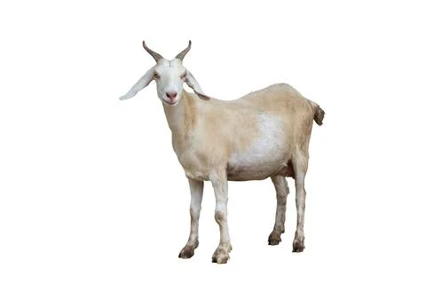 Goat Stock Photos
