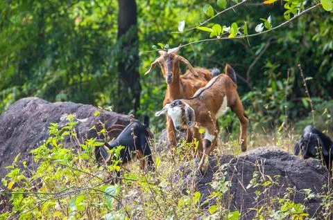 Goat playing in forest Stock Photos