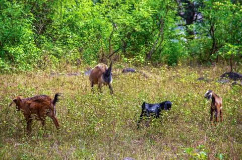 Goat playing in forest Stock Photos