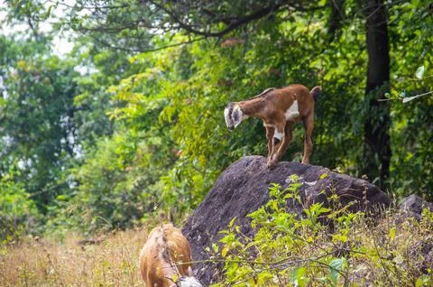 Goat playing in forest Stock Photos