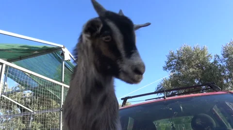Goat Plays on a Car  Vidéo 58863661