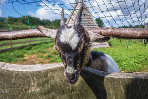 Goat in Poland 스톡 사진