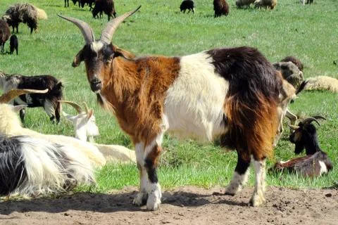 Goat portrait 2 Stock Photos