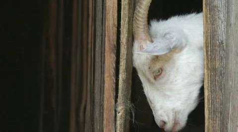 Goat, portrait. Video stock 851699