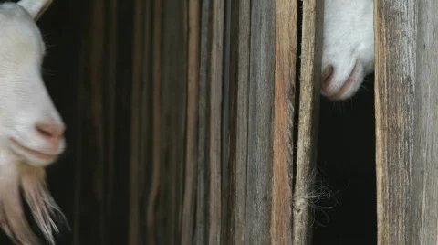 Goat, portrait. Vídeo Stock 852184