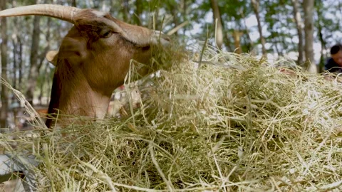 Goat portrait. The goat eats hay from the feeder. Stock Footage 206693619