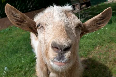 Goat portrait Stock Photos
