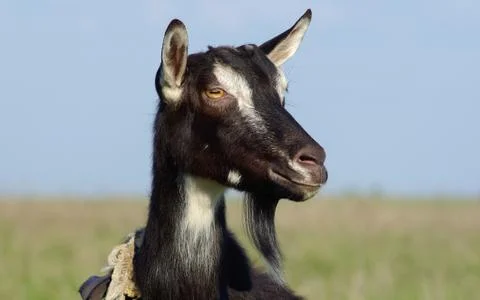 Goat portrait Foto stock