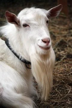 Goat portrait Foto stock