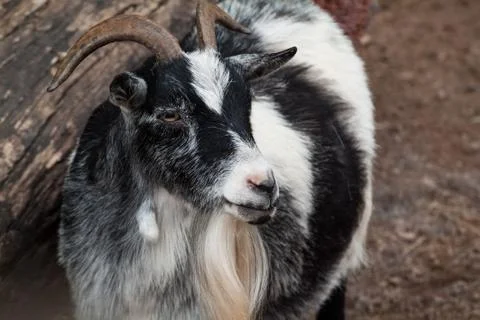 Goat portrait Stock Photos