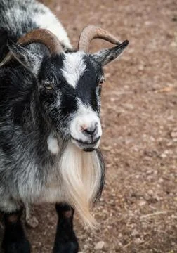 Goat portrait Stock Photos