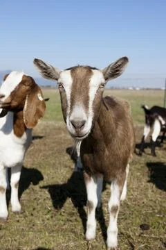 Goat portrait. Stock Photos
