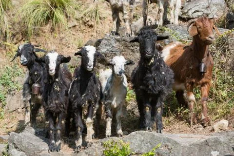 Goat posing for us Stock Photos