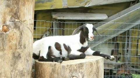 Goat on post P HD 1102 Stock Footage 845954