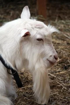 Goat profile Foto stock