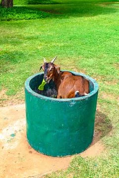 Goat in the public bin Stock Photos