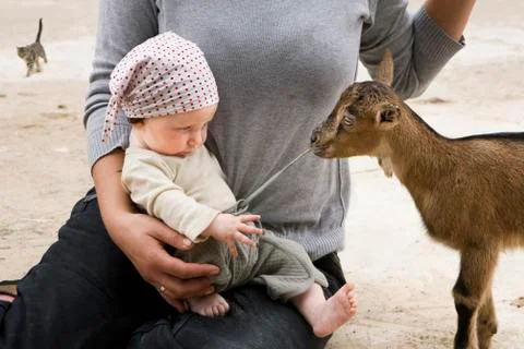 A goat pulling on the drawstring of a baby's pants Stock Photos