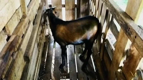 Goat for qurban Stock Footage 244051357