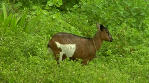 Goat in the Rain Stock Footage 22157279