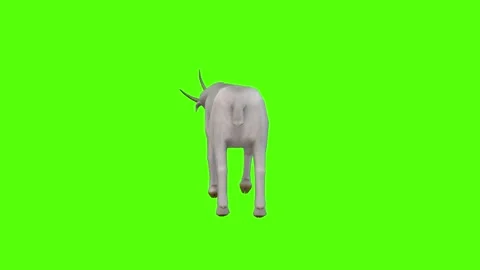 Goat Ram Attack Green Screen Animation 4k Rendering Stock Footage 297158971
