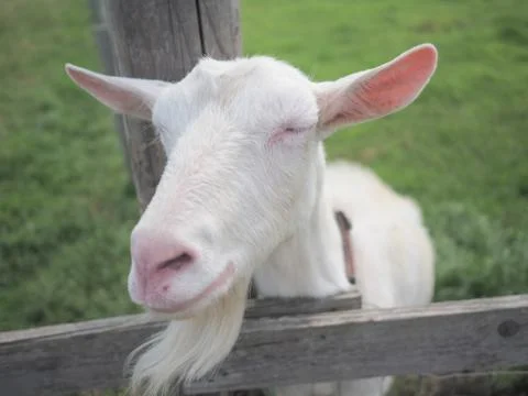 Goat in Ranch Stock Photos