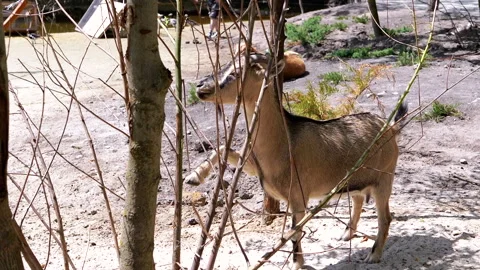 Goat Reaching for Leaves Stock Footage 293179751