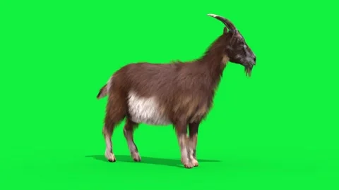 Goat Real Fur Green Screen Idle Loop Animals 3D Rendering Animation 4K Stock Footage